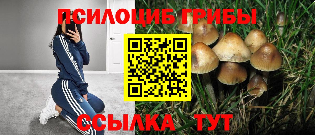 Сланцы  Псилоцибиновые грибы Cubensis  Вход с VPN 